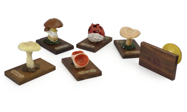 6 champignons série 8 numérotés de 43 à 48 Début XXe Espagne (détail)