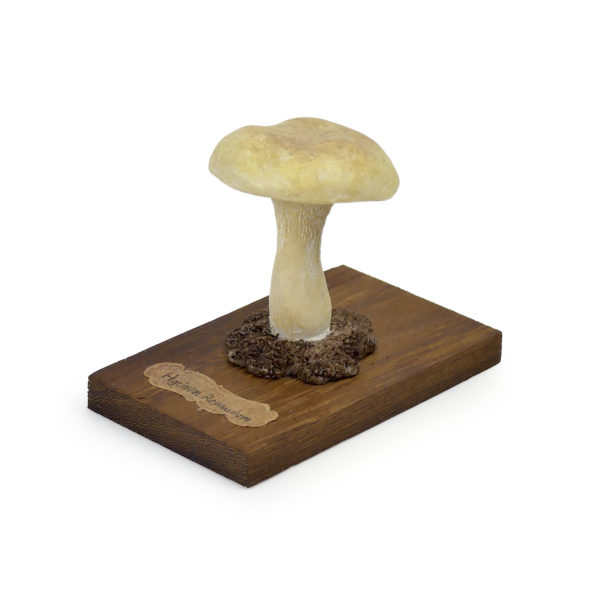 6 champignons série 8 - Hydnum repandum