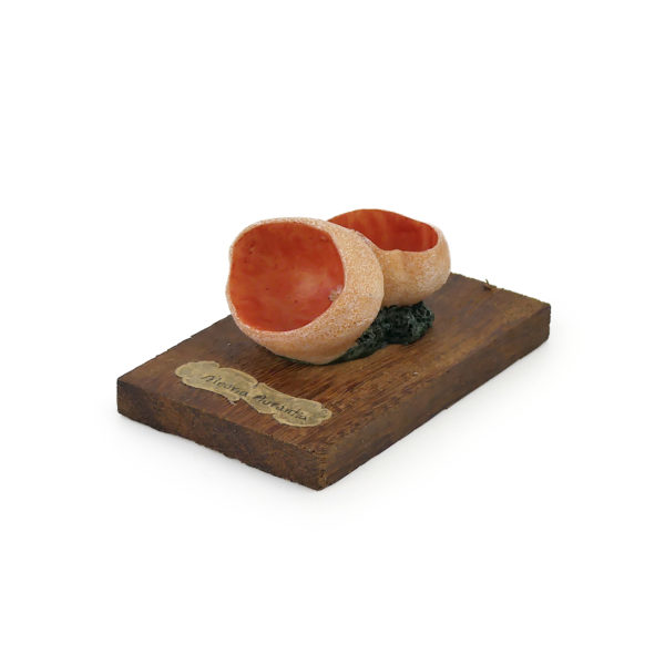 6 champignons série 8 - Aleuria aurantia