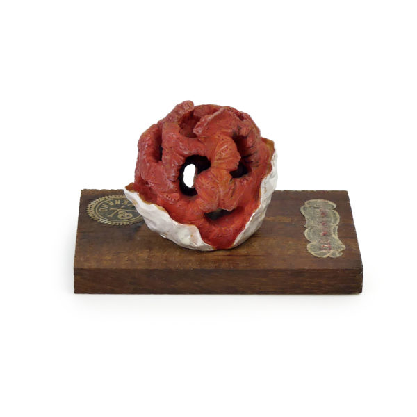 6 champignons série 8 - Clathrus ruber