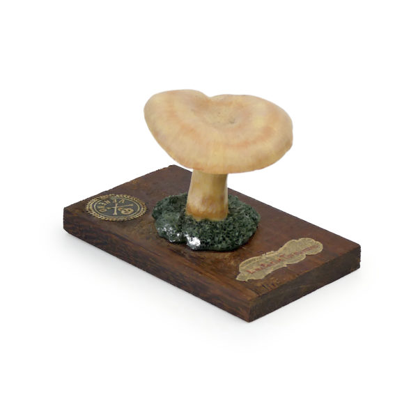 6 champignons série 8 - Lactarius torminosus