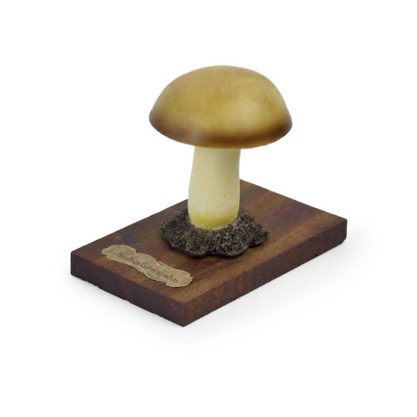 6 champignons série 8 - Suillus granulatus