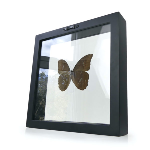 Papillon Morpho dans cadre carré noir et double plaque de verre (3/4 dos)