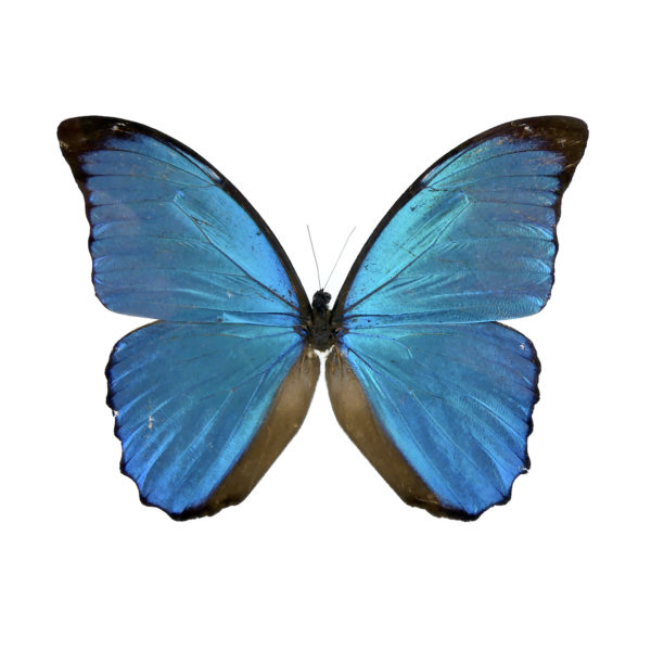Papillon Morpho dans cadre carré noir et double plaque de verre (détail face)