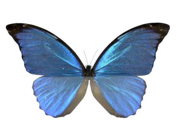 Papillon Morpho dans cadre carré noir et double plaque de verre (détail face)