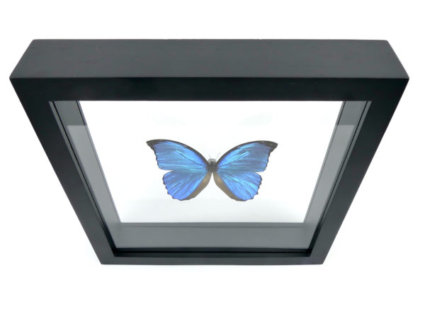Papillon Morpho dans cadre carré noir et double plaque de verre (dessus)