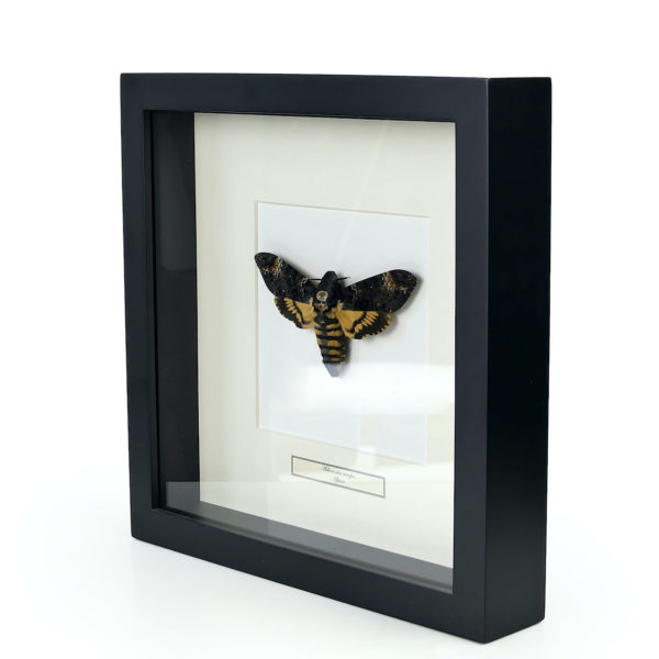 Sphinx tête de mort dans caisson carré noir et passe-partout (3/4)