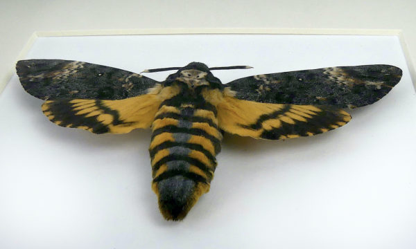 Sphinx tête de mort Acherontia atropos Africa (dessous)