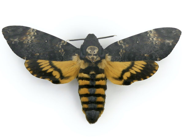 Sphinx tête de mort Acherontia atropos Africa