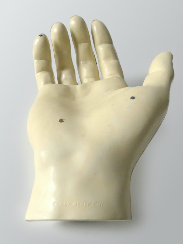 Modèle anatomique de main Merck and Co 1967 USA (détail)