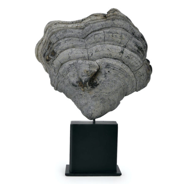 Grande mérule pleureuse authentique champignon sur socle métallique noir (face)