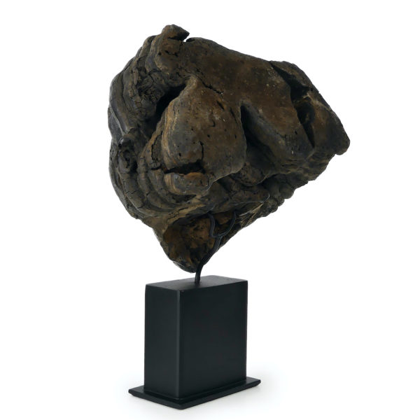 Grande mérule pleureuse authentique champignon sur socle métallique noir (3/4 dos)