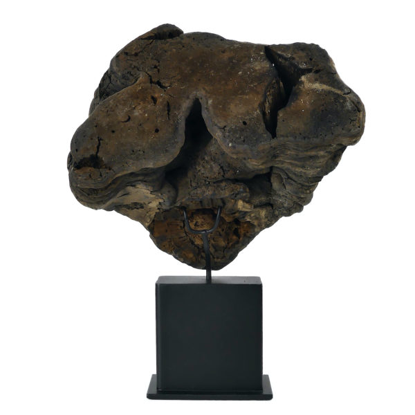 Grande mérule pleureuse authentique champignon sur socle métallique noir (dos)