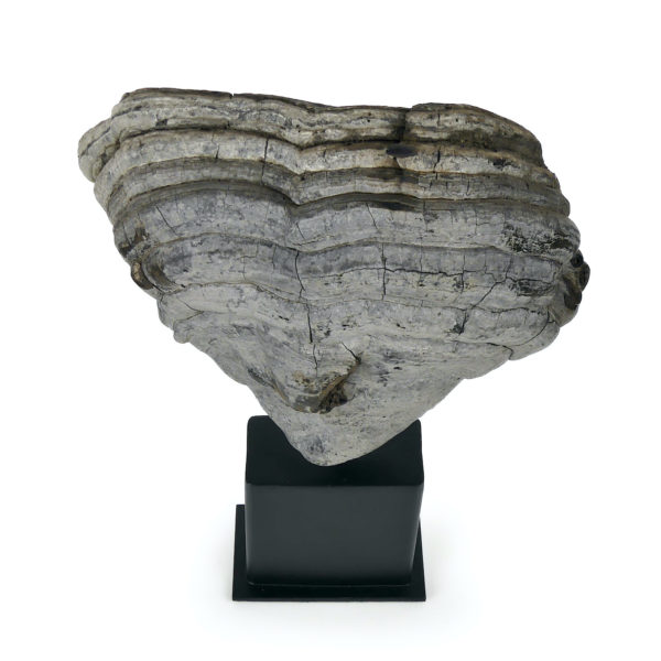 Grande mérule pleureuse authentique champignon sur socle métallique noir (dessus)