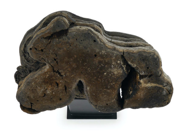 Grande mérule pleureuse authentique champignon sur socle métallique noir (dessus)