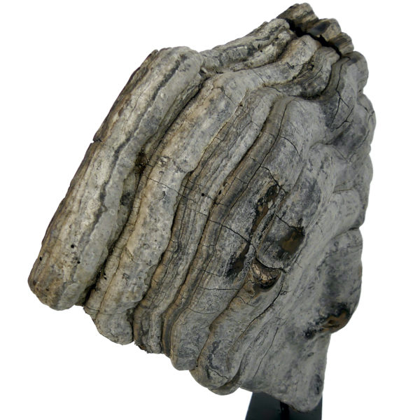 Grande mérule pleureuse authentique champignon sur socle métallique noir (détail)