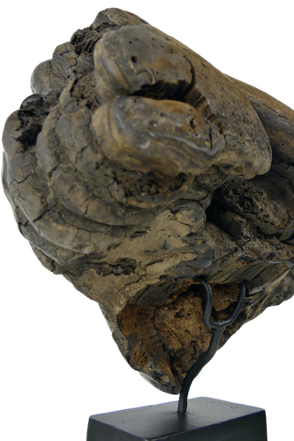 Grande mérule pleureuse authentique champignon sur socle métallique noir (détail)