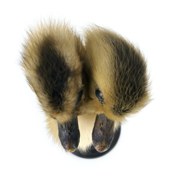 Chimère caneton jaune et noir à deux têtes naturalisé sur socle (dessus)