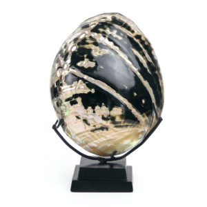 Coquille d’ormeau noir Haliotis cracherodii sur socle (face)