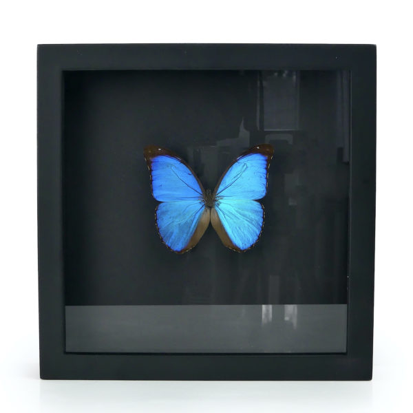 Papillon Morpho Didius bleu dans cadre entomologique noir (face)