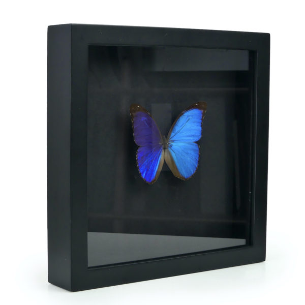 Papillon Morpho Didius bleu dans cadre entomologique noir (dos)