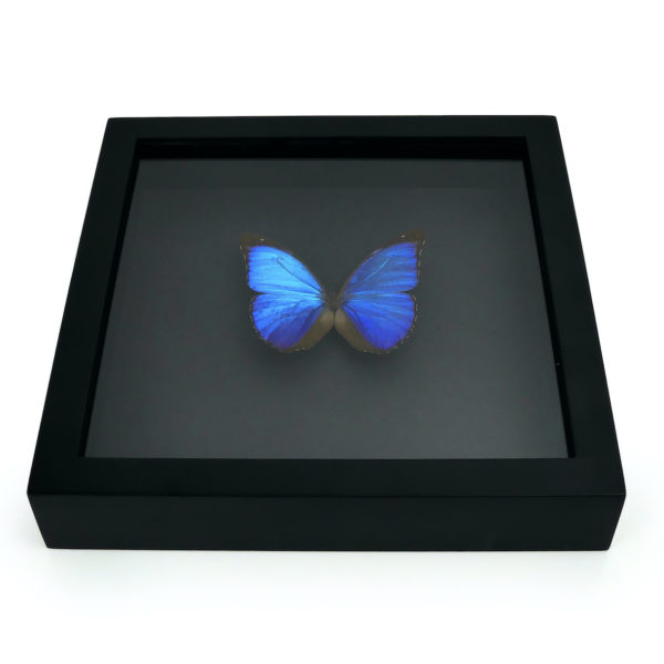 Papillon Morpho Didius bleu dans cadre entomologique noir (dessous)