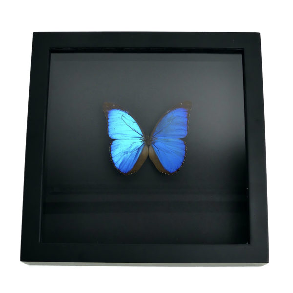 Papillon Morpho Didius bleu dans cadre entomologique noir (face)