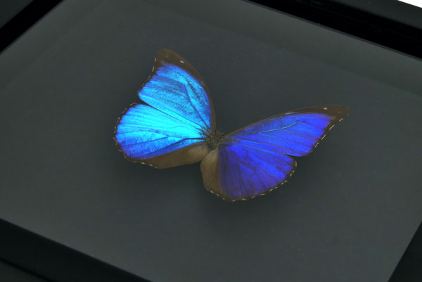 Papillon Morpho Didius bleu dans cadre entomologique noir (3/4)