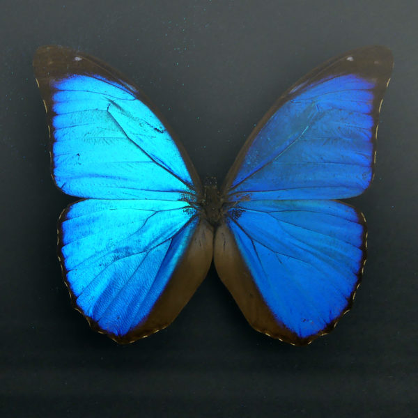 Papillon Morpho Didius bleu dans cadre entomologique noir (détail)