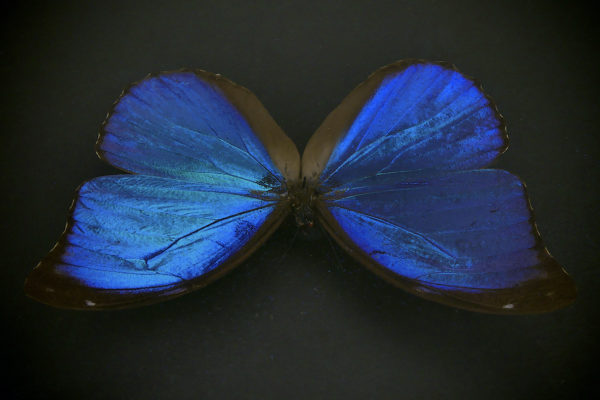 Papillon Morpho Didius bleu dans cadre entomologique noir (détail)