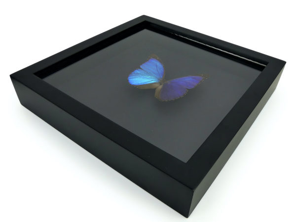 Papillon Morpho Didius bleu dans cadre entomologique noir (3/4)