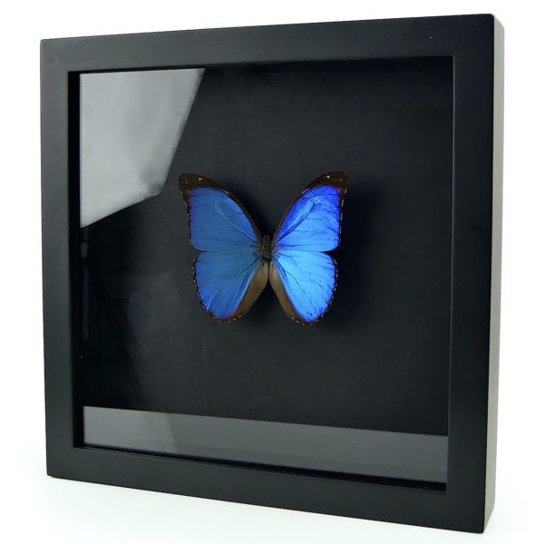 Papillon Morpho Didius bleu dans cadre entomologique noir (3/4)