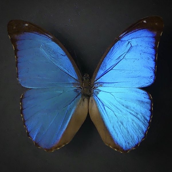 Papillon Morpho Didius bleu dans cadre entomologique noir (détail)