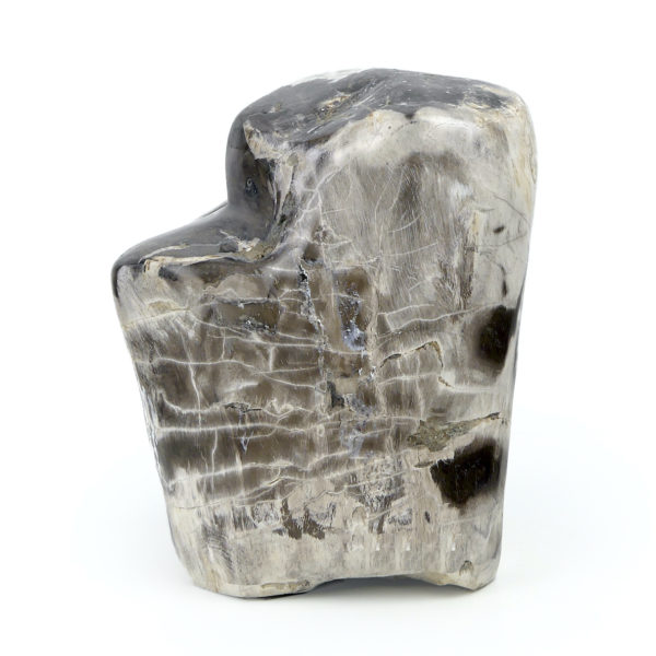 Bloc de bois pétrifié brun gris et blanc du Miocène (face)