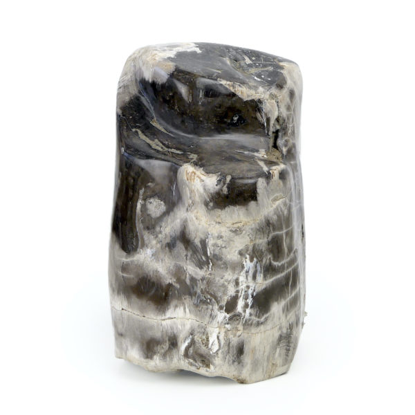Bloc de bois pétrifié brun gris et blanc du Miocène (profil)