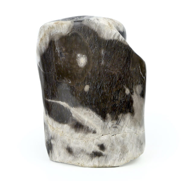 Bloc de bois pétrifié brun gris et blanc du Miocène (dos)