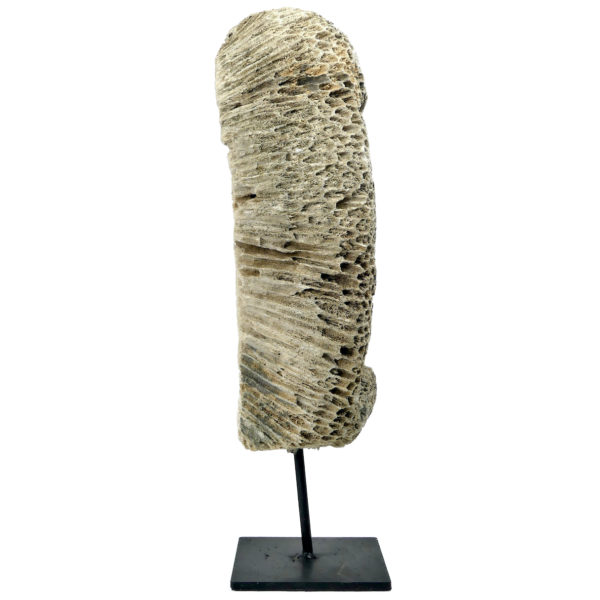 Grand masque d’ancêtre Atoni en corail fossilisé sur pied (profil)