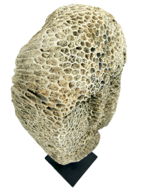 Grand masque d’ancêtre Atoni en corail fossilisé sur pied (dessus 3/4)