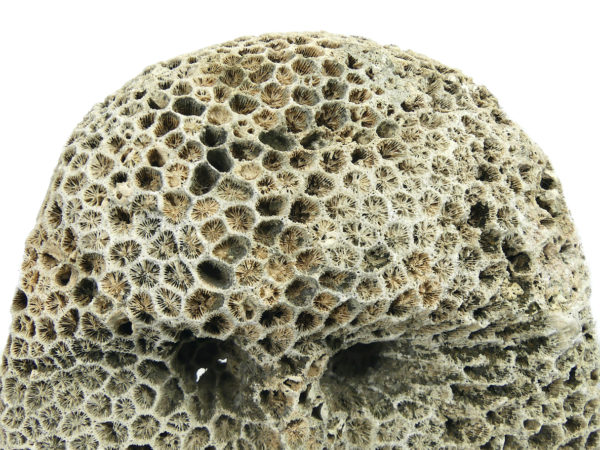 Grand masque d’ancêtre Atoni en corail fossilisé sur pied (détail)