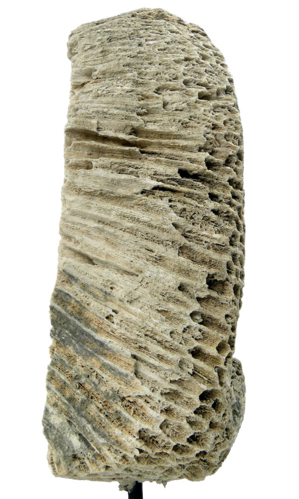 Grand masque d’ancêtre Atoni en corail fossilisé sur pied (profil)