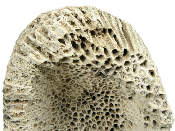 Grand masque d’ancêtre Atoni en corail fossilisé sur pied (détail)