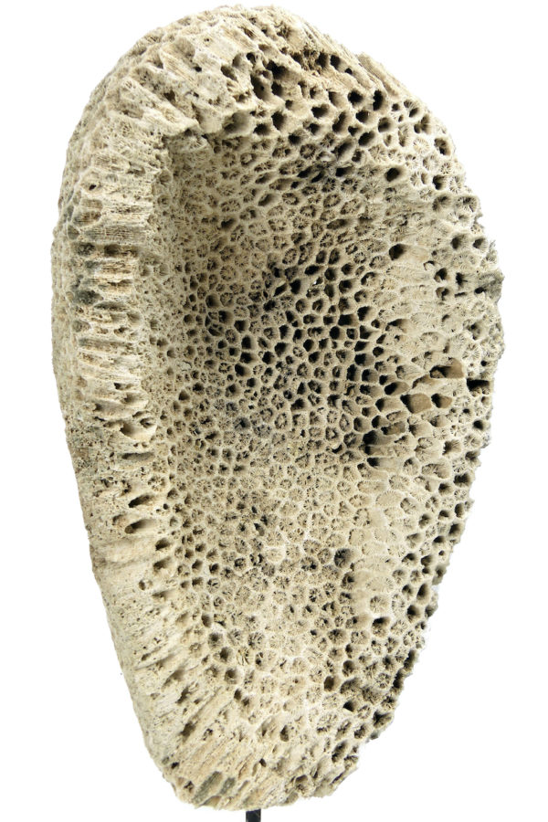 Grand masque d’ancêtre Atoni en corail fossilisé sur pied (dos)