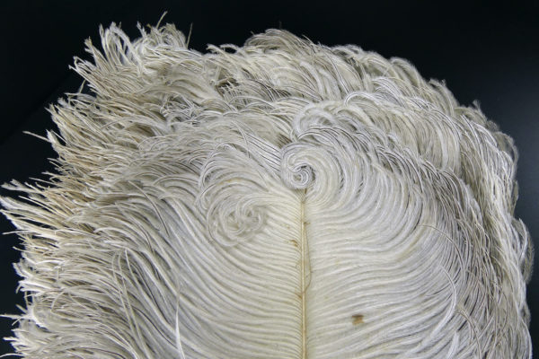 Éventail d’effeuilleuse en plumes d’autruche sur monture écaille (détail)