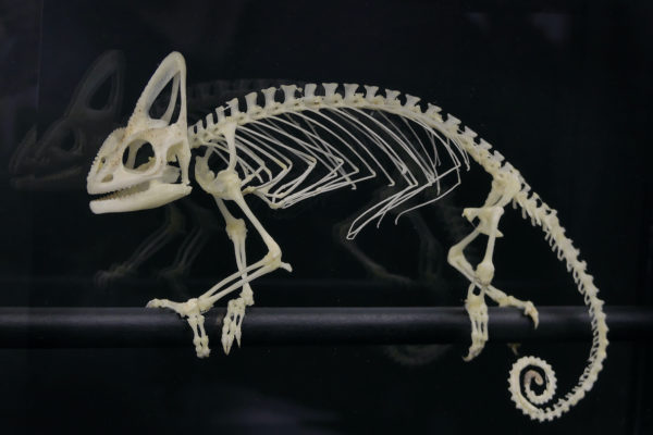 Squelette de caméléon casqué dans son cadre noir sur pied (détail)