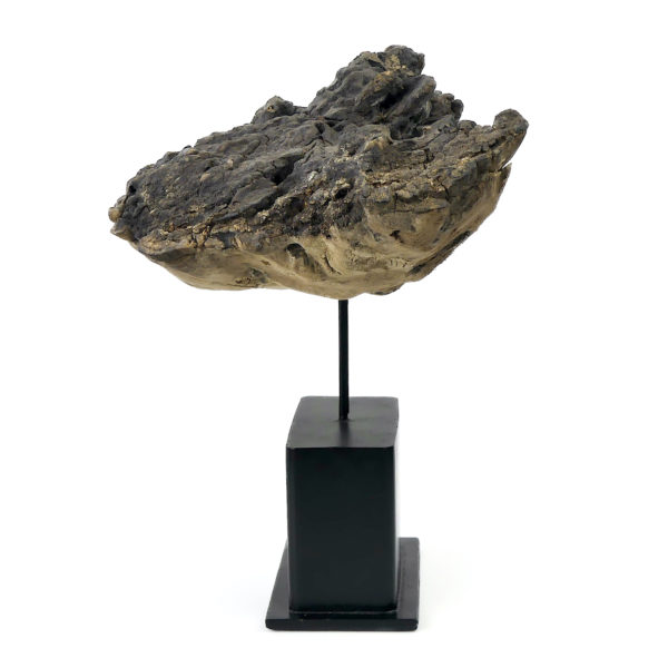 Champignon mérule pleureuse sur socle (profil)