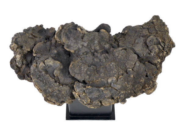 Champignon mérule pleureuse sur socle (dessus)