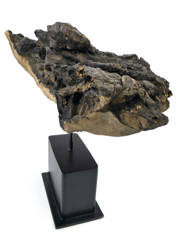 Champignon mérule pleureuse sur socle (profil)