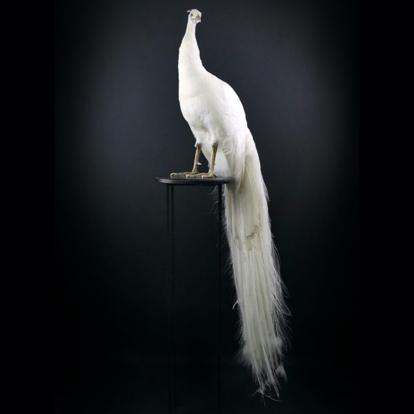 Paon blanc Pavo albus naturalisé sur socle Taxidermie rare (3/4)