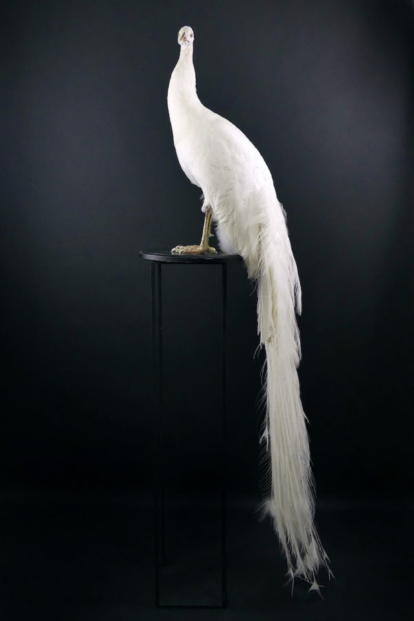 Paon blanc Pavo albus naturalisé sur socle Taxidermie rare (profil)