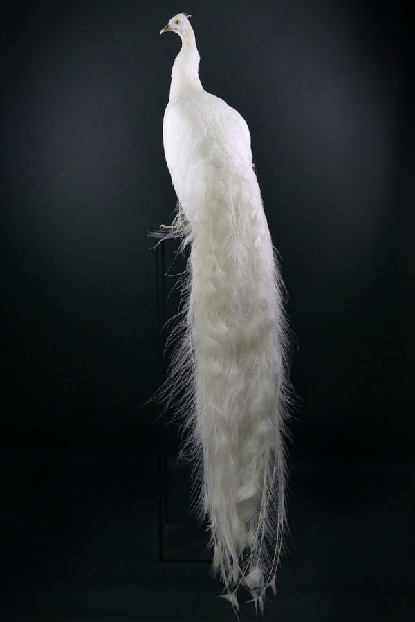 Paon blanc Pavo albus naturalisé sur socle Taxidermie rare (3/4 dos)